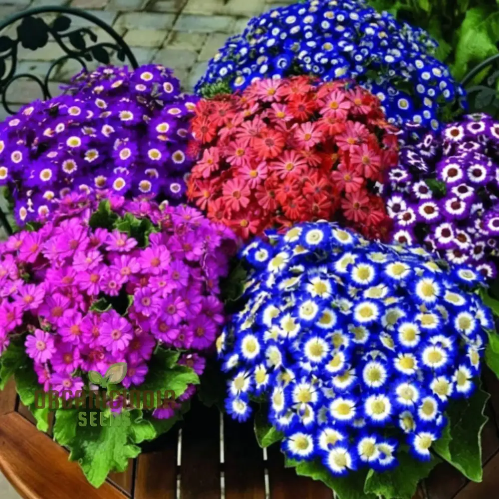 Cineraria Mixed Hybrid Seeds – Vibrant Multi-Color Garden Blooms for Ornamental Planting