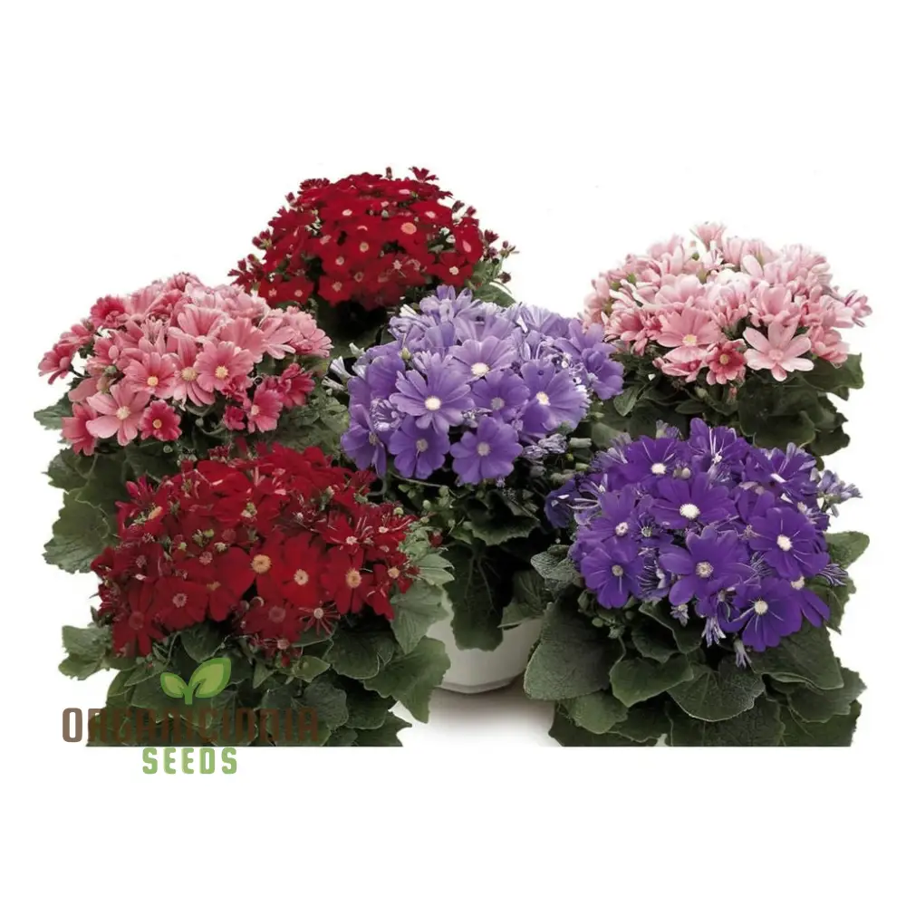 Cineraria Mixed Hybrid Seeds – Vibrant Multi-Color Garden Blooms for Ornamental Planting - Image 3