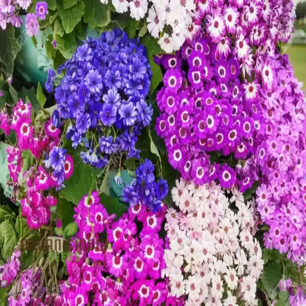 Cineraria Mixed Hybrid Seeds – Vibrant Multi-Color Garden Blooms for Ornamental Planting - Image 4