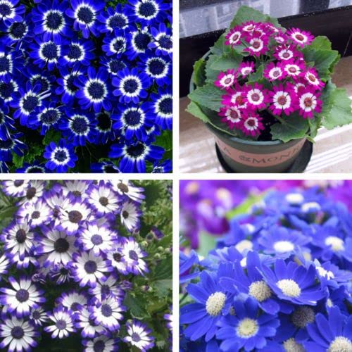 Cineraria Mixed Hybrid Seeds – Vibrant Multi-Color Garden Blooms for Ornamental Planting - Image 5