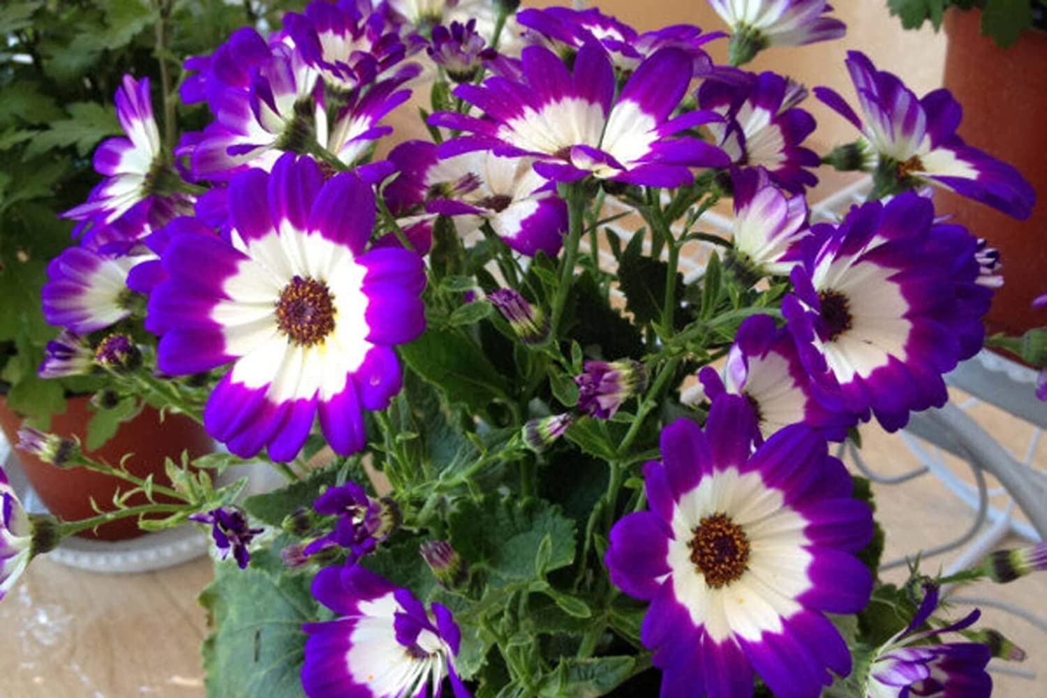Cineraria Mixed Hybrid Seeds – Vibrant Multi-Color Garden Blooms for Ornamental Planting - Image 6