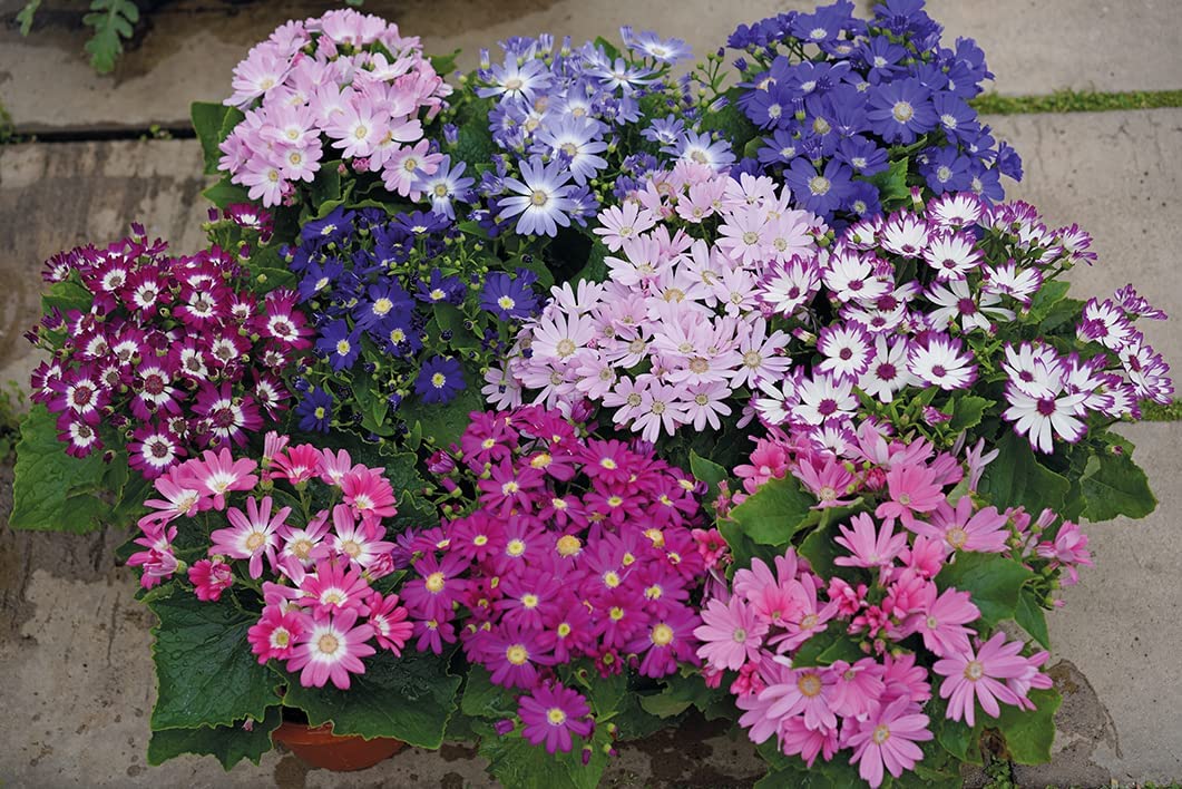 Cineraria Mixed Hybrid Seeds – Vibrant Multi-Color Garden Blooms for Ornamental Planting - Image 7