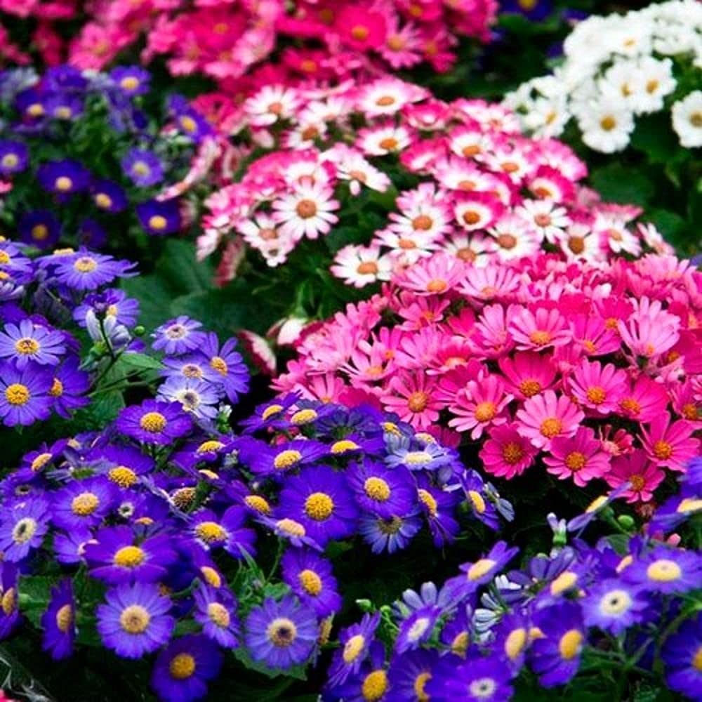 Cineraria Mixed Hybrid Seeds – Vibrant Multi-Color Garden Blooms for Ornamental Planting - Image 8