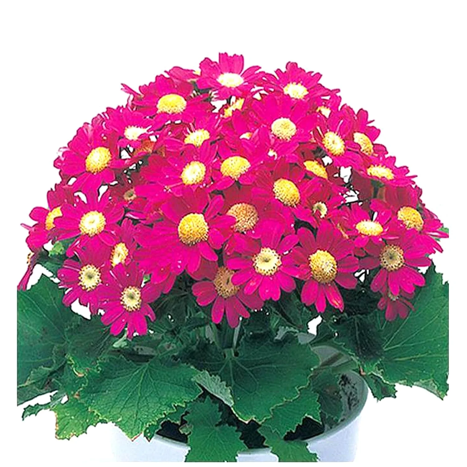Cineraria Mixed Hybrid Seeds – Vibrant Multi-Color Garden Blooms for Ornamental Planting - Image 9