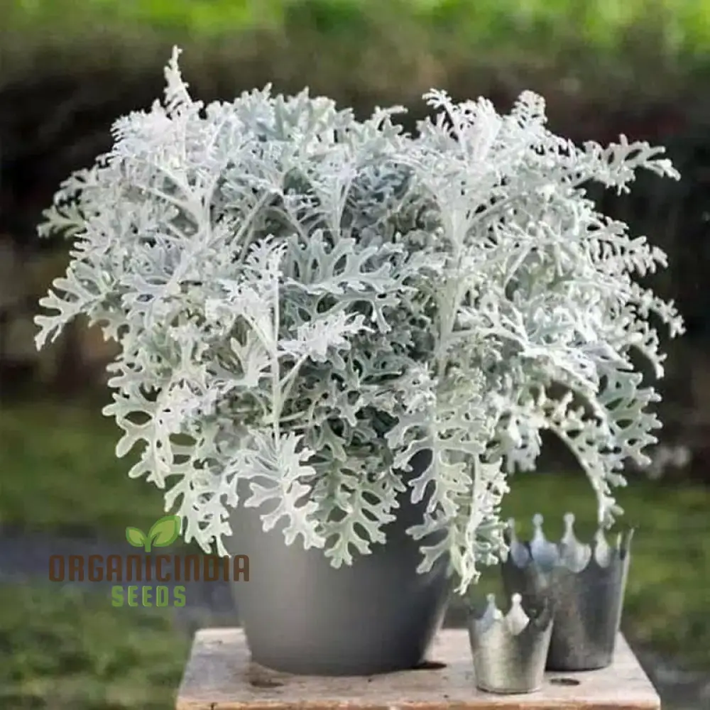 Cineraria Silver Dust Planting Seeds: Elevate Your Garden with Stunning Foliage Using Expert Seed Planting and Gardening Techniques
