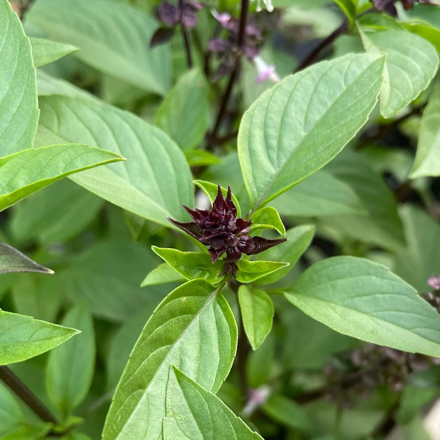 Cinnamon Basil Seeds – Heirloom, Non-GMO Aromatic Herb for Culinary & Garden Use