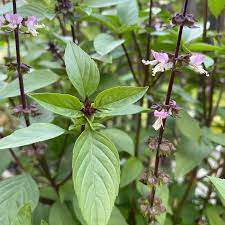 Cinnamon Basil Seeds – Heirloom, Non-GMO Aromatic Herb for Culinary & Garden Use - Image 2