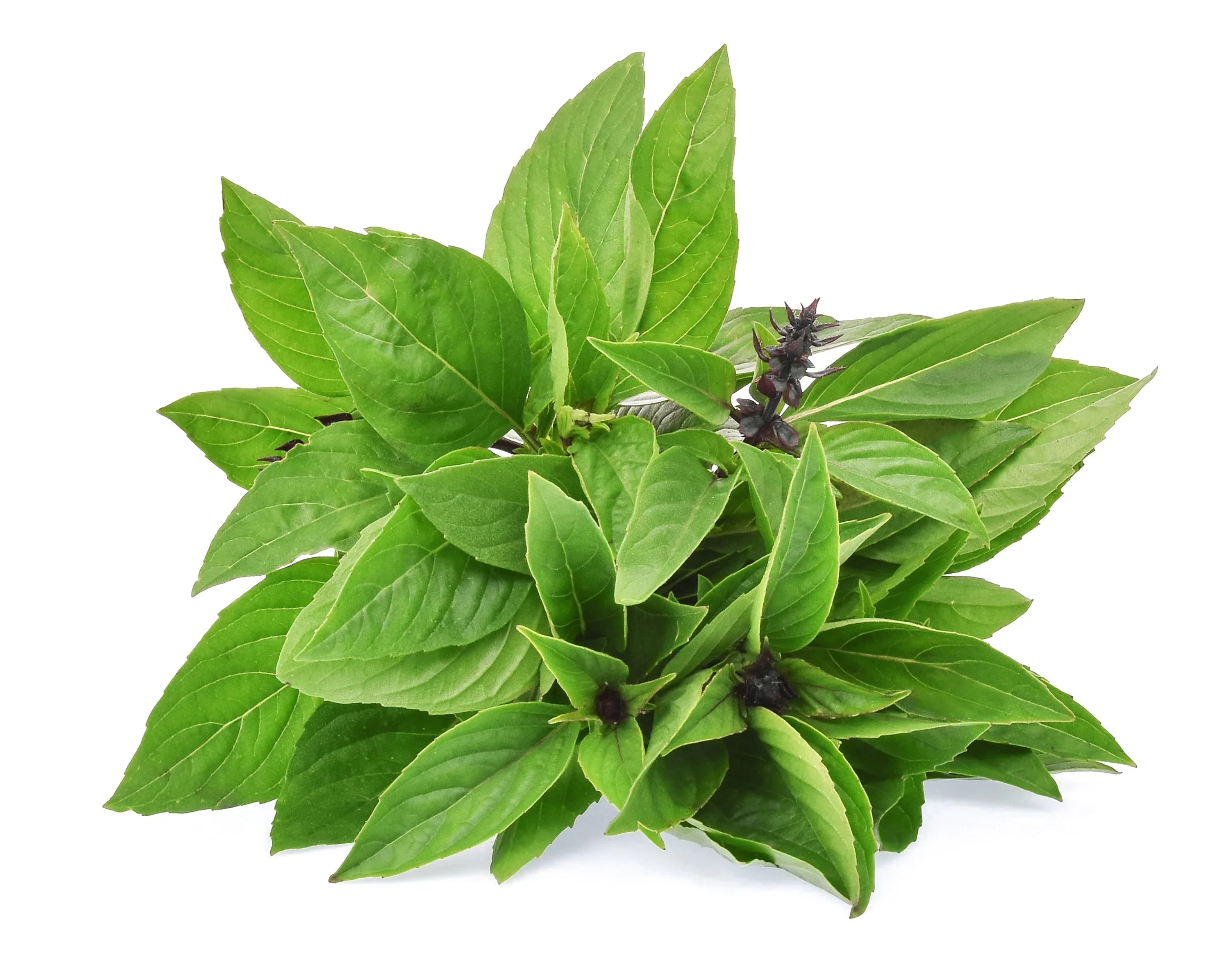 Cinnamon Basil Seeds – Heirloom, Non-GMO Aromatic Herb for Culinary & Garden Use - Image 3