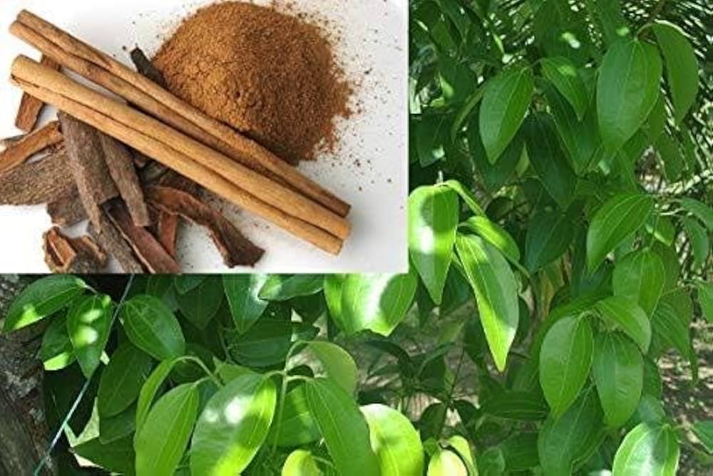 Cinnamon Tree Seeds, Planting