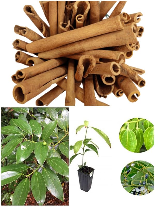 Cinnamon Tree Seeds, Planting - Image 2