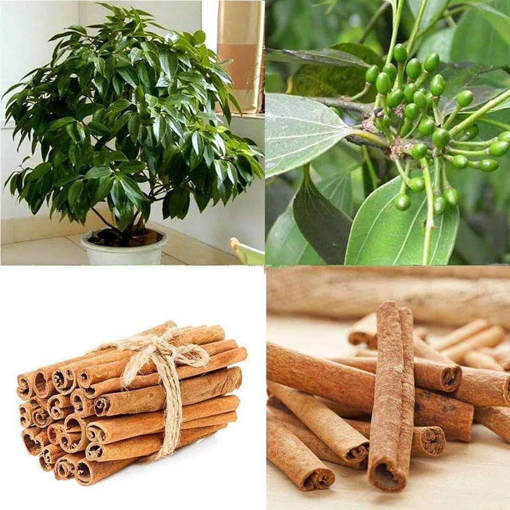 Cinnamon Tree Seeds, Planting - Image 3