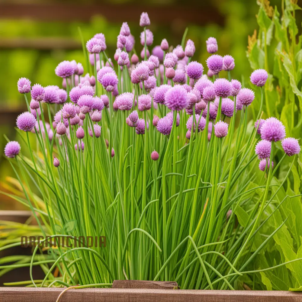 Cipollina Chives Seeds – Premium Flowering Herb for Fresh, Flavorful Harvests