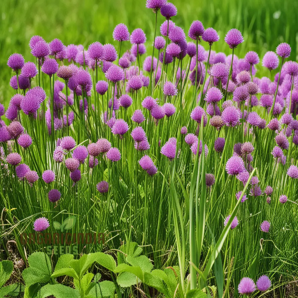 Cipollina Chives Seeds – Premium Flowering Herb for Fresh, Flavorful Harvests - Image 4