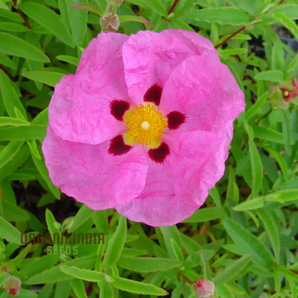 Cistus Albidus 'Pink Silk' Flower Seeds for Planting, Premium Quality for Passionate Gardeners