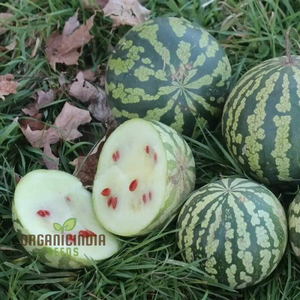 Citron Red Seeded Watermelon Seeds For planting: Exquisite Gardening Delight with Abundant Seed