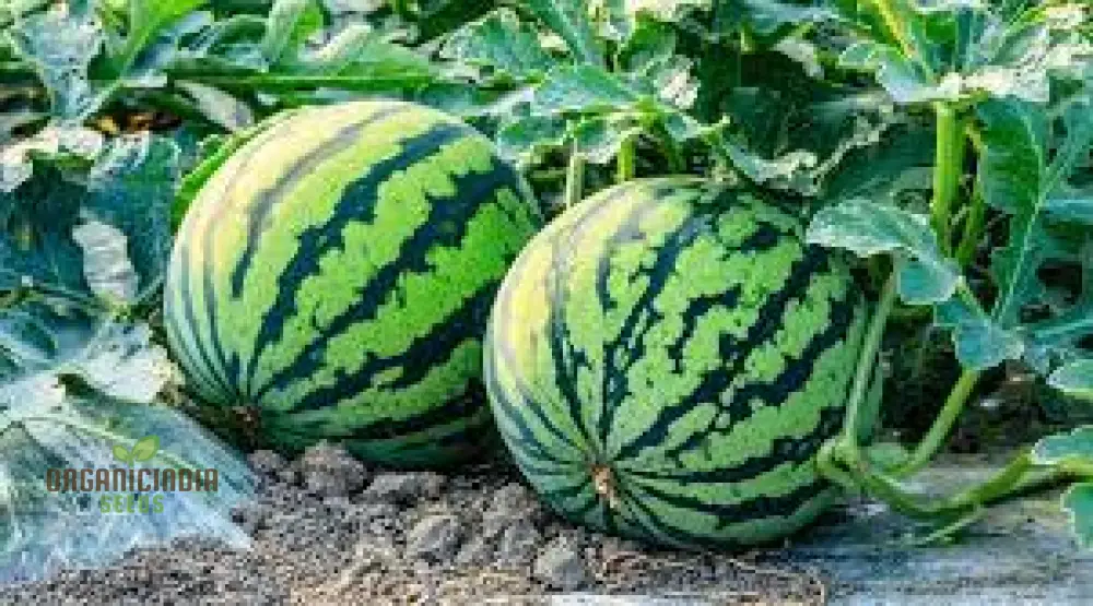 Citron Red Seeded Watermelon Seeds For planting: Exquisite Gardening Delight with Abundant Seed - Image 3
