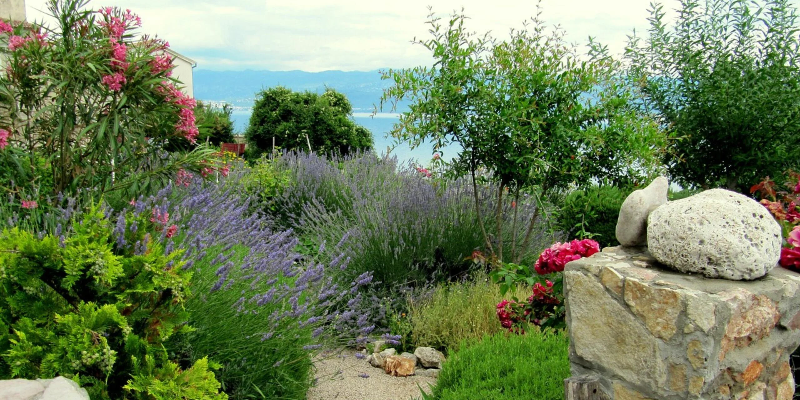 Classic Fragrant Herb for Gardens & Aromatherapy