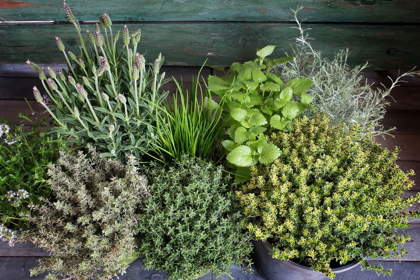Classic Fragrant Herb for Gardens & Aromatherapy - Image 2