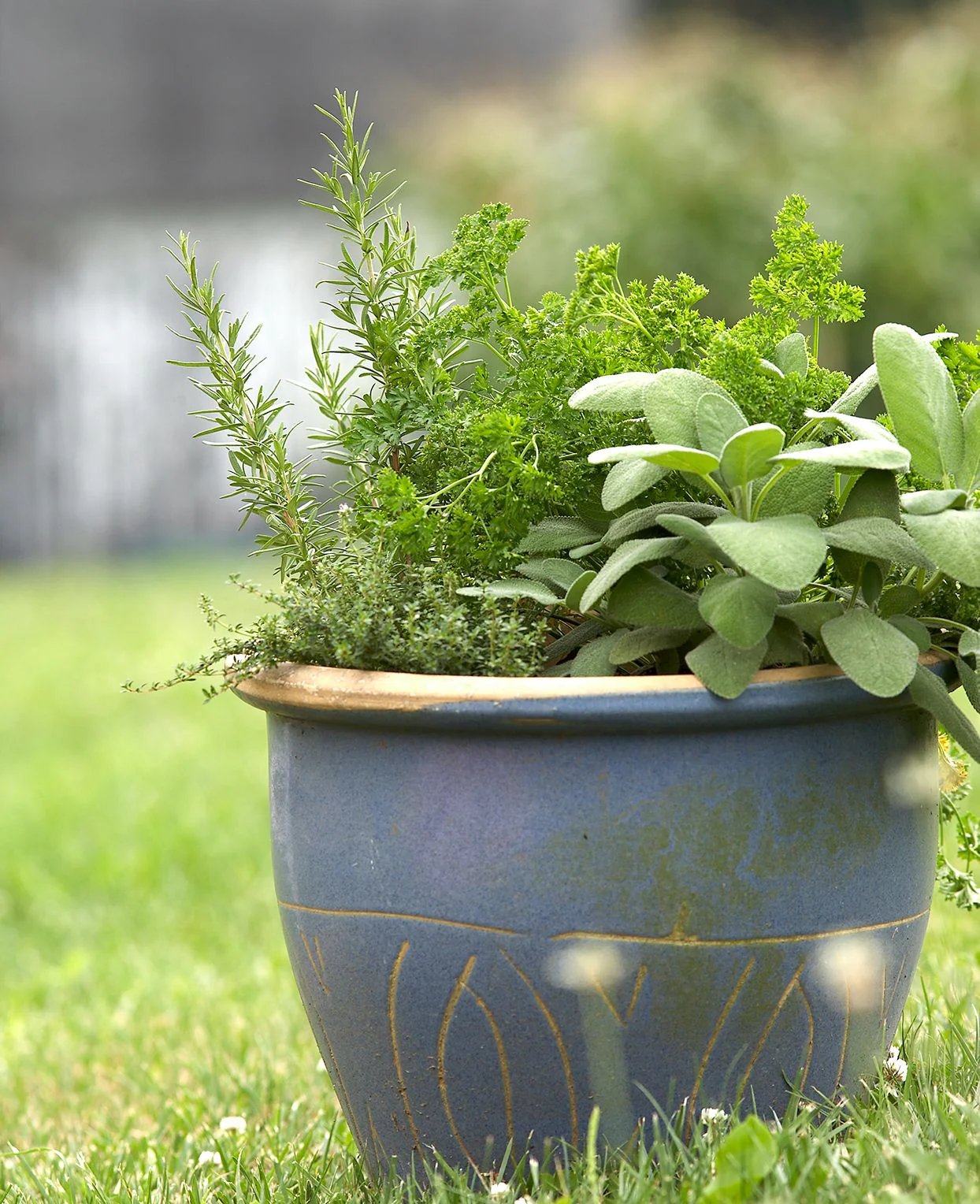 Classic Fragrant Herb for Gardens & Aromatherapy - Image 3
