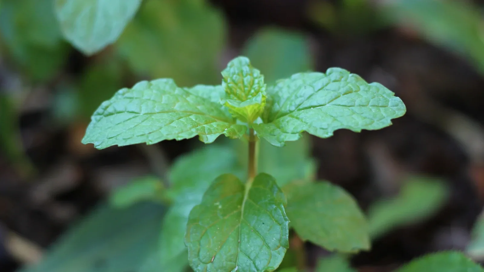 Classic Mint Seeds – Premium Varieties for Fresh Culinary & Herbal Gardens