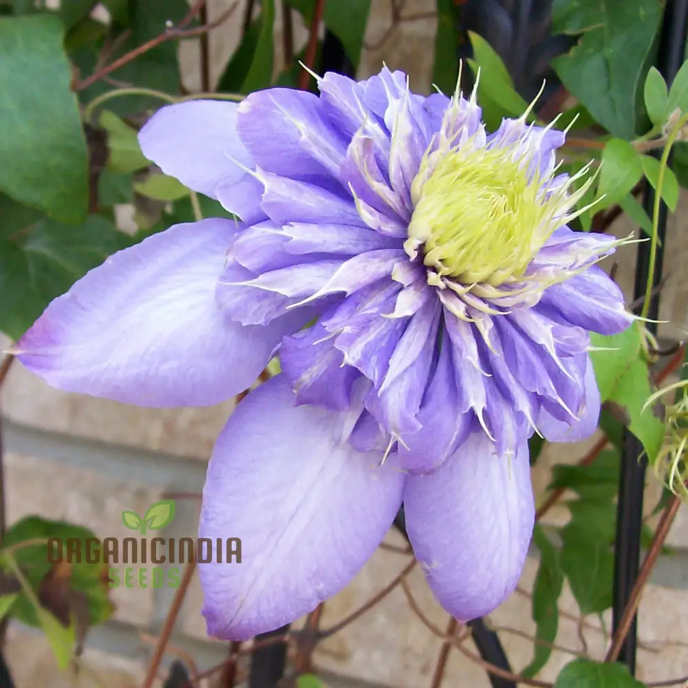 Clematis 'Baby Blue' Flower Seeds for Planting, Premium Quality Garden with Beautiful Blooms