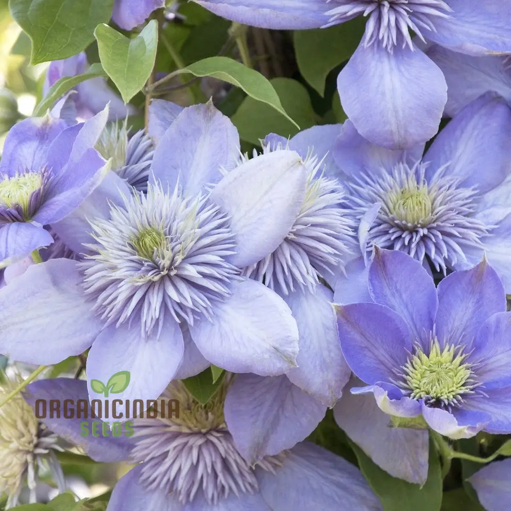 Clematis 'Baby Blue' Flower Seeds for Planting, Premium Quality Garden with Beautiful Blooms - Image 3