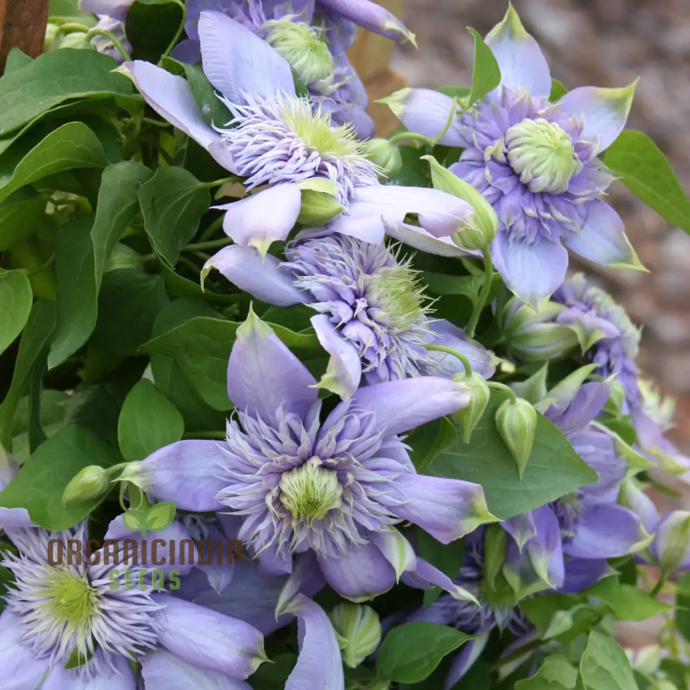 Clematis 'Baby Blue' Flower Seeds for Planting, Premium Quality Garden with Beautiful Blooms - Image 4