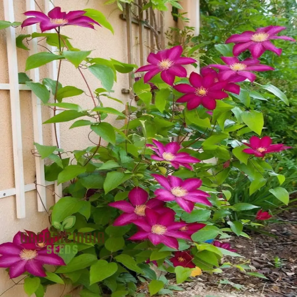 Clematis Seeds – Vibrant Climbing Plant for Trellises and Gardens