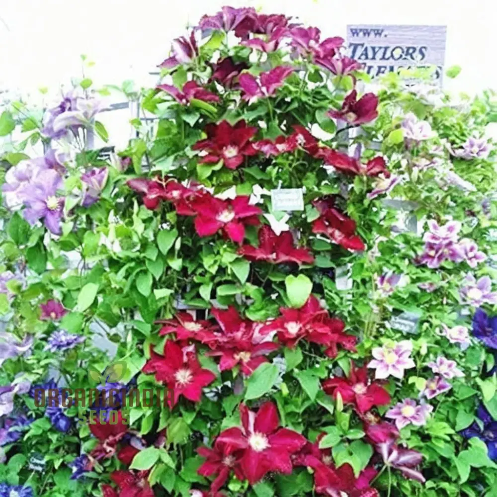 Clematis Seeds – Vibrant Climbing Plant for Trellises and Gardens - Image 3