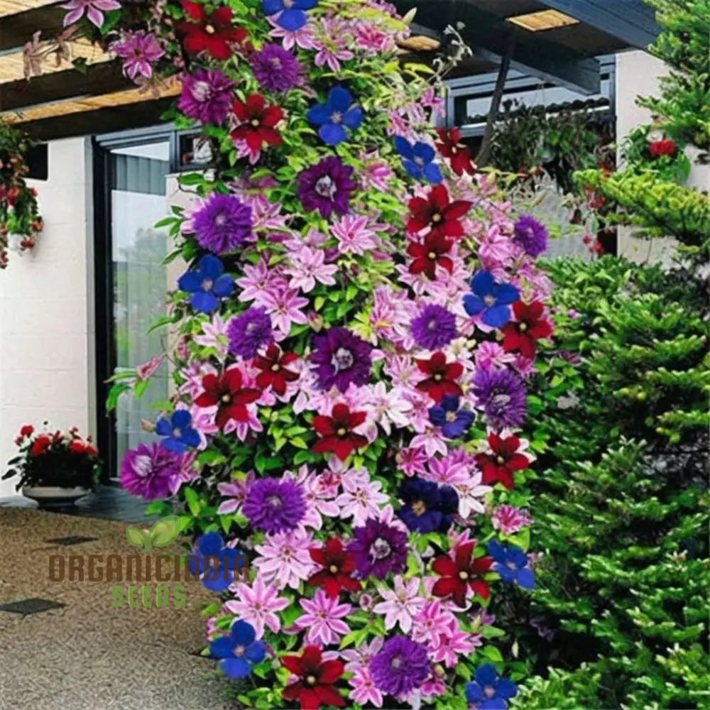 Clematis Seeds – Vibrant Climbing Plant for Trellises and Gardens - Image 4