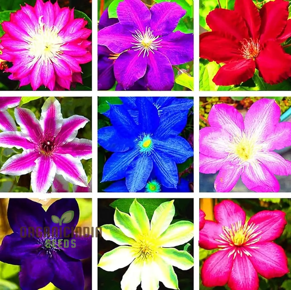 Clematis Flower Seeds  Beautiful Mixed Colors for All Seasons  Easy to Grow Climbing Plants - Image 3