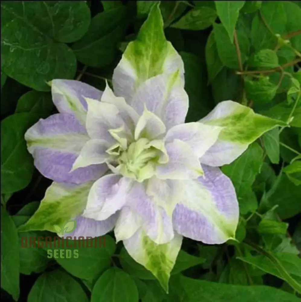 Clematis Flowers Mix Seeds - Gardening Plant Seeds