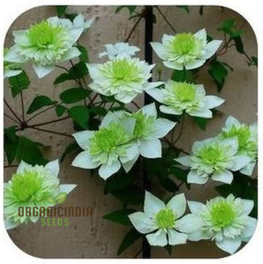 Clematis Flowers Mix Seeds - Gardening Plant Seeds - Image 3