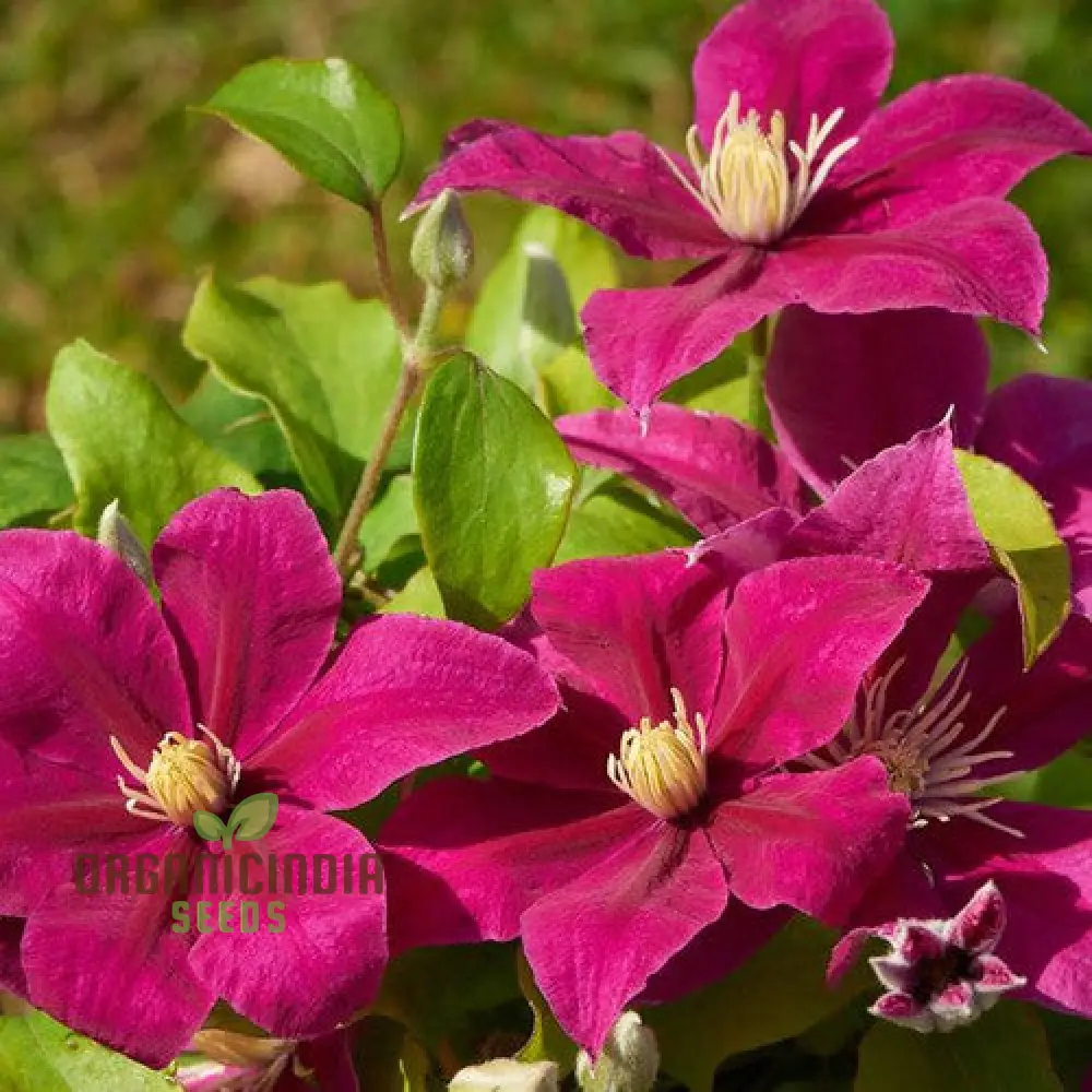 Clematis 'Magenta Silk' Flower Seeds for Planting, Premium Quality for Gardening