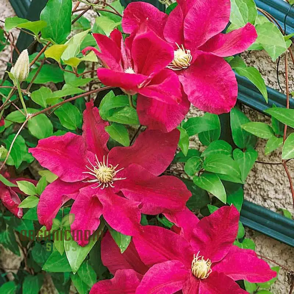 Clematis 'Magenta Silk' Flower Seeds for Planting, Premium Quality for Gardening - Image 3