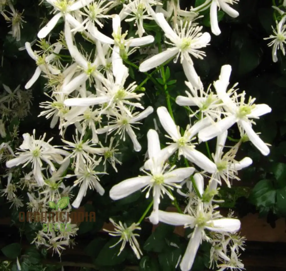 Clematis Mandchurica Seeds, Planting, 100 pcs