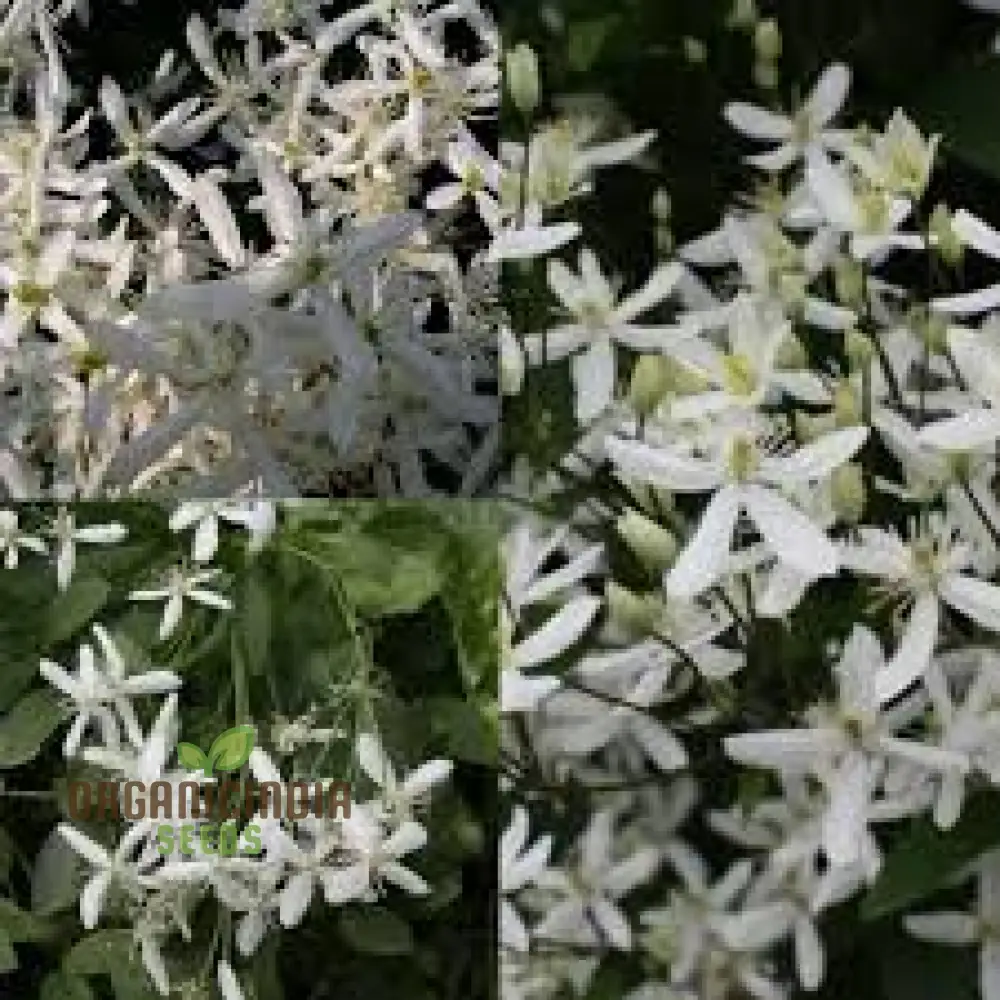 Clematis Mandchurica Seeds, Planting, 100 pcs - Image 3