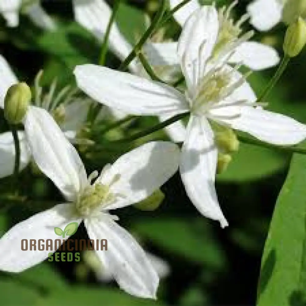Clematis Mandchurica Seeds, Planting, 100 pcs - Image 4