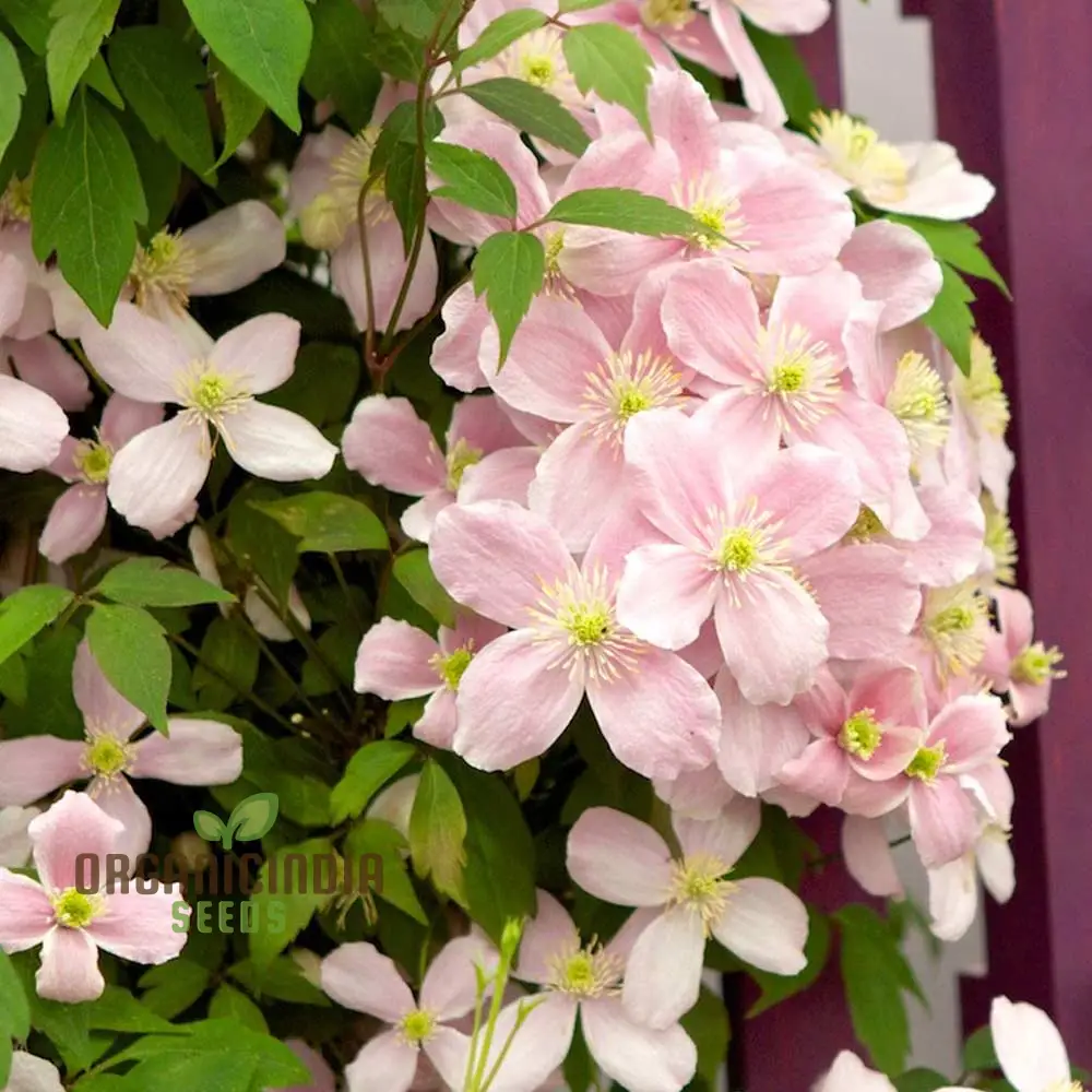 Clematis Seeds (Clematis Montana Perfumed Mixed Seeds) - Fragrant Mixed Blooms for Gardening - Image 3