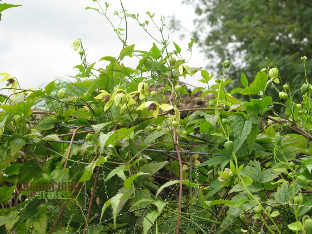 Clematis Serratifolia Flower Seeds for Planting, Premium Quality for Gardening