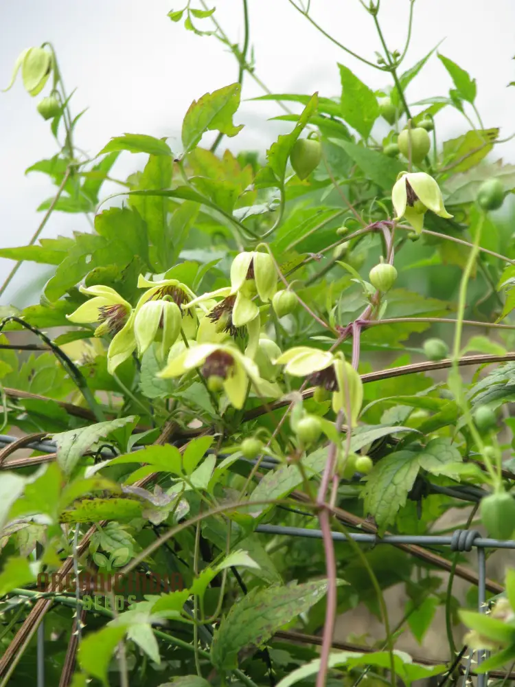 Clematis Serratifolia Flower Seeds for Planting, Premium Quality for Gardening - Image 3