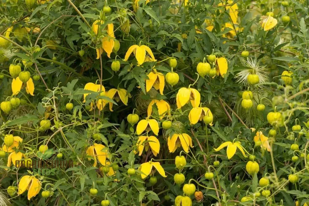 Clematis Serratifolia Flower Seeds for Planting, Premium Quality for Gardening - Image 4