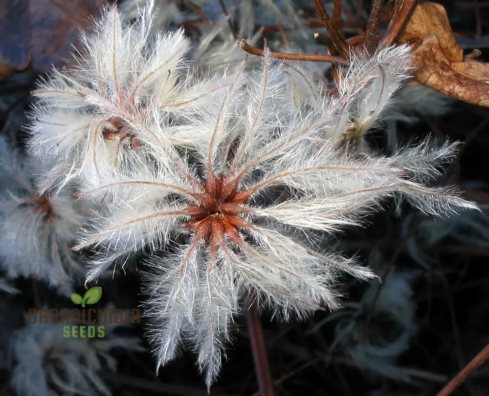 Clematis Vitalba Flower Seeds, Premium Quality Seeds for Garden With Beautiful Clematis Blooms