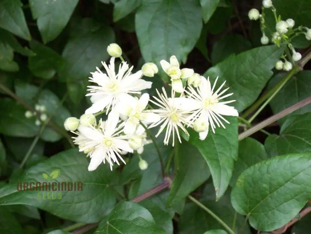 Clematis Vitalba Flower Seeds, Premium Quality Seeds for Garden With Beautiful Clematis Blooms - Image 4