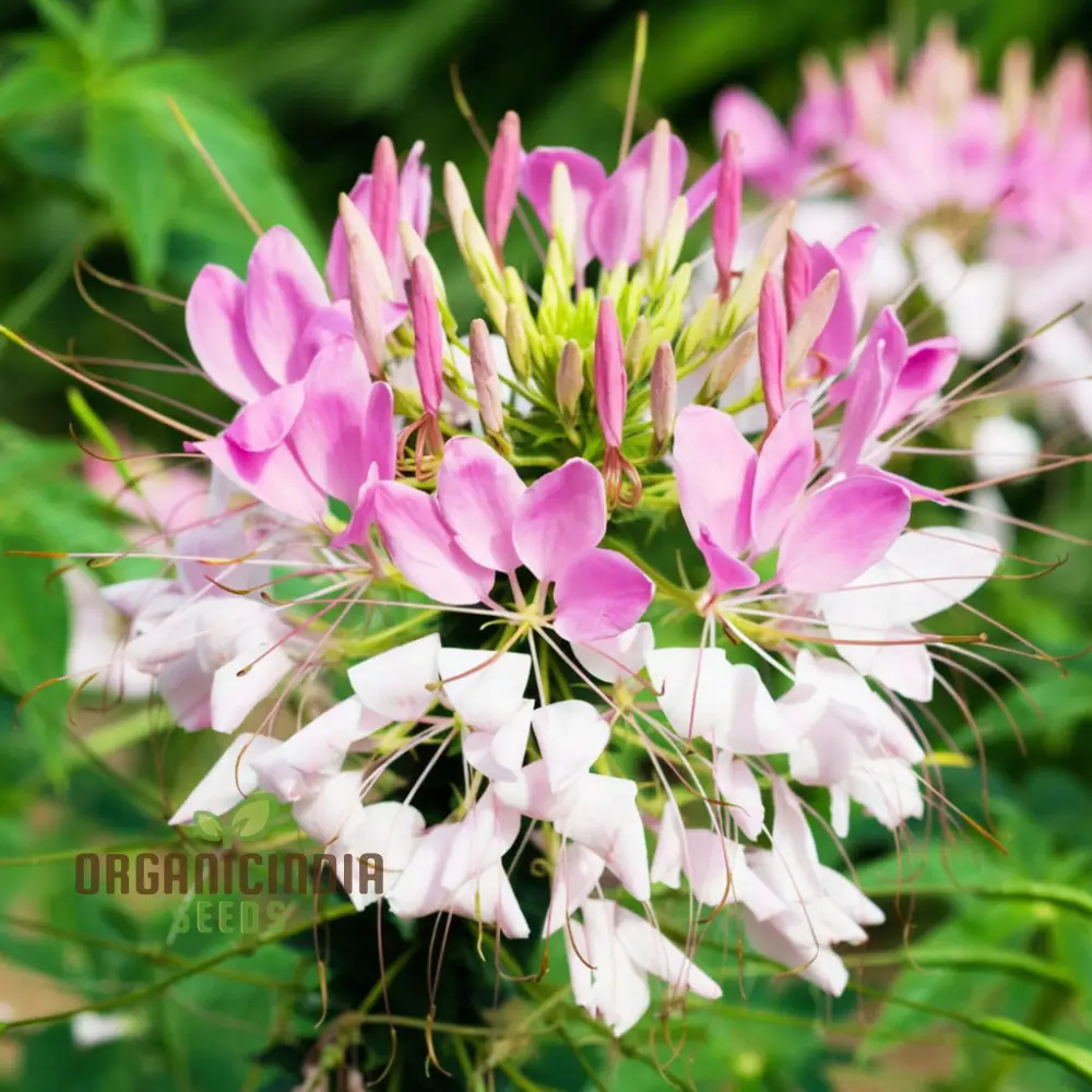 Clemone Beeplant Bladderpod Pink Queen Spider Plant Seeds , Elevate Your Gardening Experience with Exotic, Eye-Catching Blooms