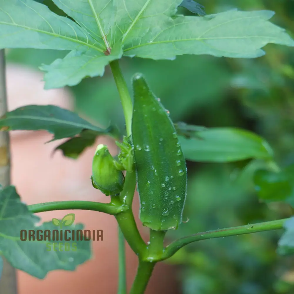 Clemson Spineless Okra Seeds, Perfect for Planting and Gardening Enthusiasts to Cultivate Delicious Homegrown Vegetables