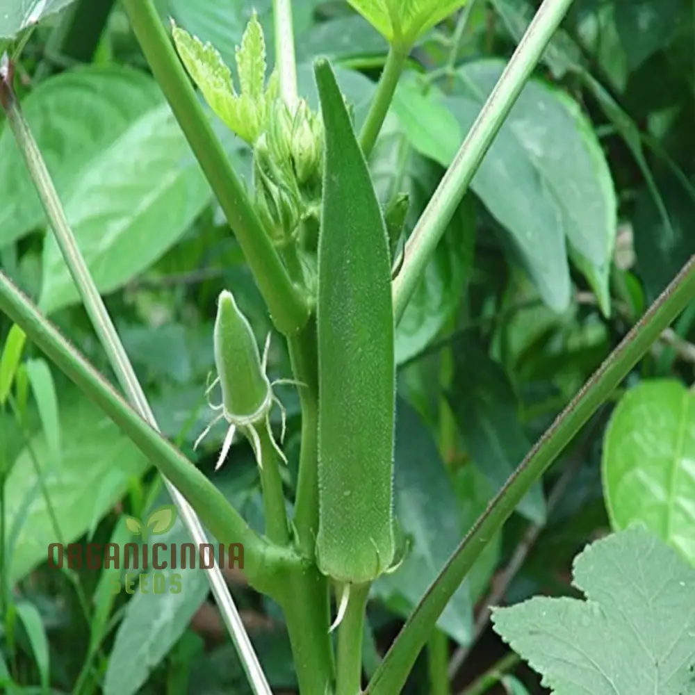 Clemson Spineless Okra Seeds, Perfect for Planting and Gardening Enthusiasts to Cultivate Delicious Homegrown Vegetables - Image 3