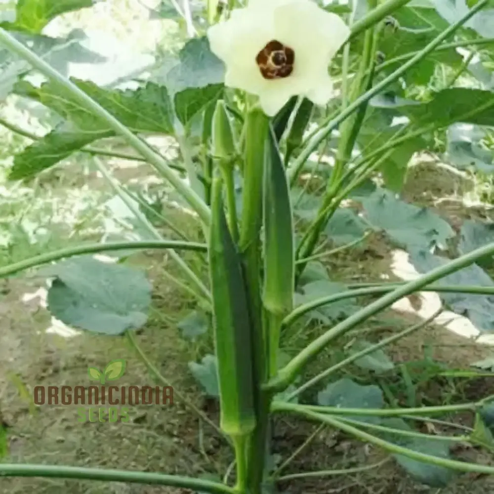 Clemson Spineless Okra Seeds, Perfect for Planting and Gardening Enthusiasts to Cultivate Delicious Homegrown Vegetables - Image 4