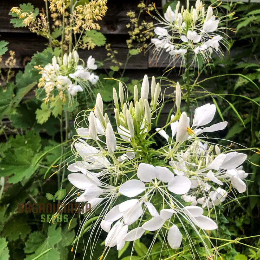 Cleome/Spider Flower White Seeds for Planting, Growing Guide for Beautiful White Blooms