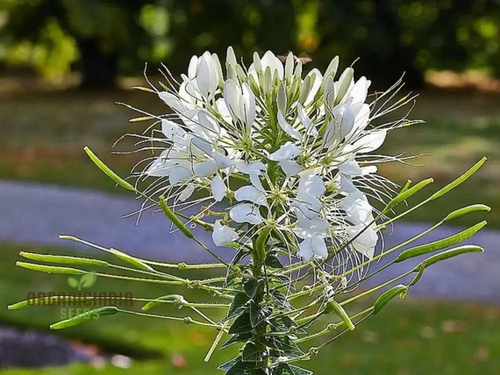 Cleome/Spider Flower White Seeds for Planting, Growing Guide for Beautiful White Blooms - Image 3